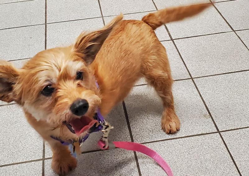 Cresskill Animal Hospital Cresskill Veterinarians